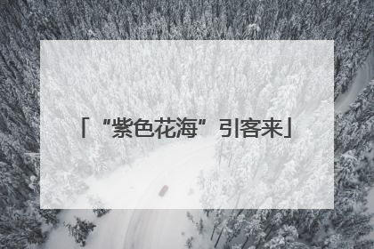 “紫色花海”引客来