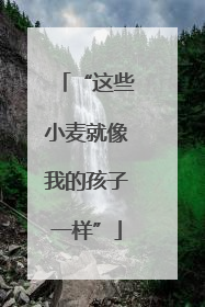 “这些小麦就像我的孩子一样”