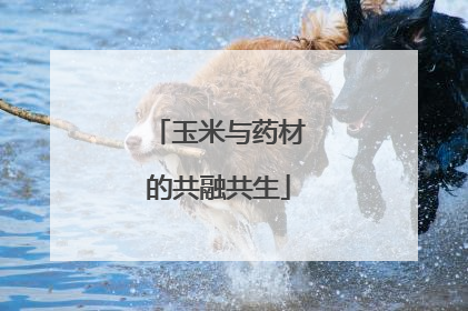 玉米与药材的共融共生