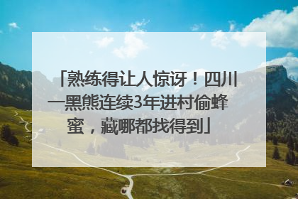 熟练得让人惊讶！四川一黑熊连续3年进村偷蜂蜜，藏哪都找得到