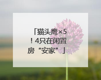猫头鹰×5！4只在闲置房“安家”