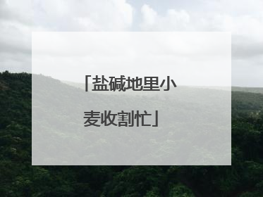 盐碱地里小麦收割忙