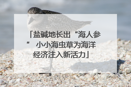 盐碱地长出“海人参” 小小海虫草为海洋经济注入新活力