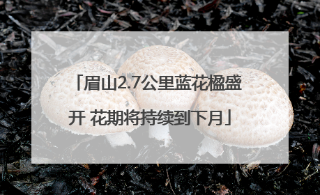 眉山2.7公里蓝花楹盛开 花期将持续到下月