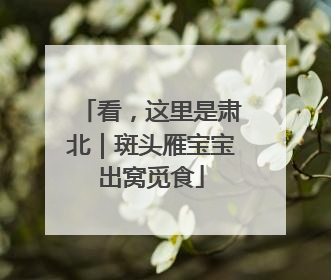 看，这里是肃北｜斑头雁宝宝出窝觅食
