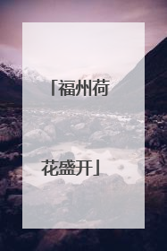 福州荷花盛开