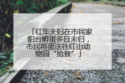 红隼夫妇在市民家阳台孵蛋多日未归，市民将蛋送往红山动物园“抢救”