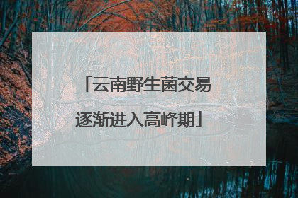 云南野生菌交易逐渐进入高峰期