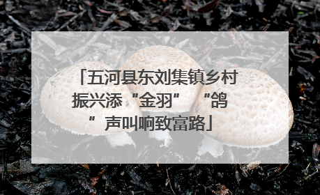 五河县东刘集镇乡村振兴添“金羽” “鸽”声叫响致富路