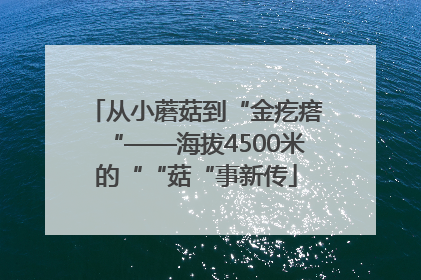 从小蘑菇到“金疙瘩“——海拔4500米的““菇“事新传