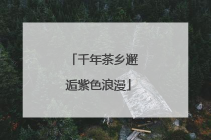 千年茶乡邂逅紫色浪漫