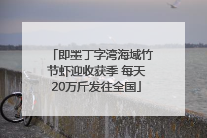 即墨丁字湾海域竹节虾迎收获季 每天20万斤发往全国
