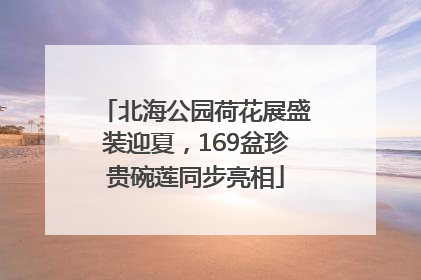 北海公园荷花展盛装迎夏，169盆珍贵碗莲同步亮相