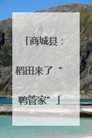 商城县：稻田来了“鸭管家”
