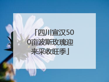 四川宣汉500亩波斯玫瑰迎来采收旺季