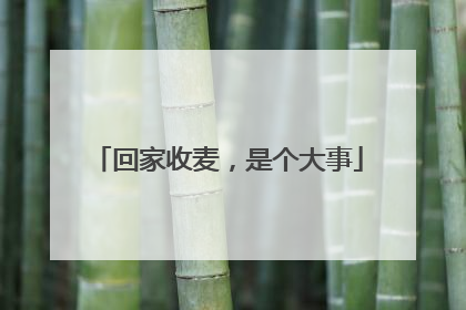 回家收麦，是个大事