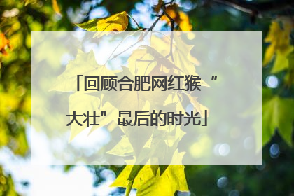 回顾合肥网红猴“大壮”最后的时光