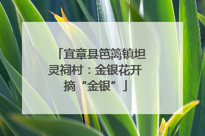 宜章县笆篱镇坦灵祠村：金银花开摘“金银”