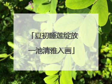 夏初睡莲绽放 一池清雅入画