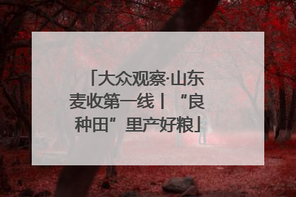 大众观察·山东麦收第一线丨“良种田”里产好粮