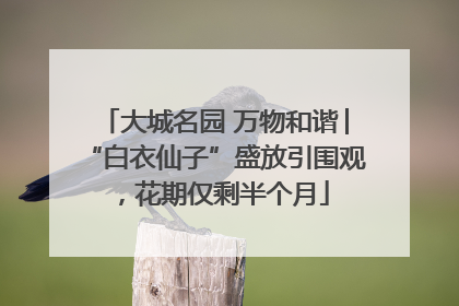 大城名园 万物和谐│“白衣仙子”盛放引围观，花期仅剩半个月