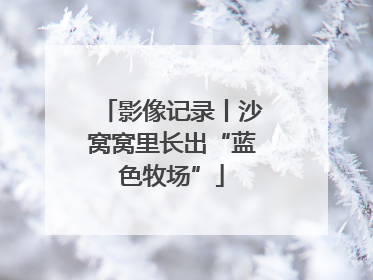 影像记录丨沙窝窝里长出“蓝色牧场”