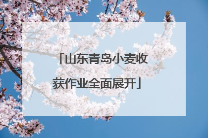 山东青岛小麦收获作业全面展开