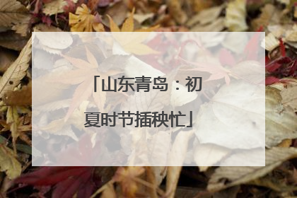 山东青岛：初夏时节插秧忙