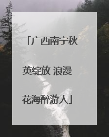 广西南宁秋英绽放 浪漫花海醉游人