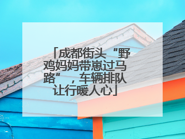 成都街头“野鸡妈妈带崽过马路”，车辆排队让行暖人心
