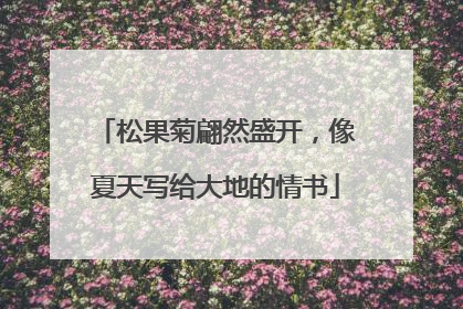 松果菊翩然盛开，像夏天写给大地的情书
