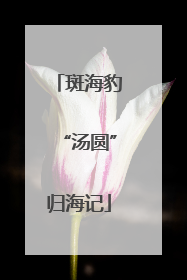 斑海豹“汤圆”归海记