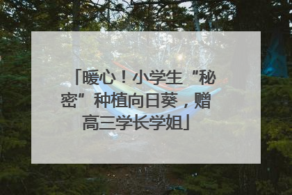 暖心！小学生“秘密”种植向日葵，赠高三学长学姐