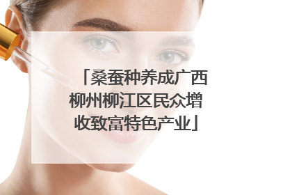 桑蚕种养成广西柳州柳江区民众增收致富特色产业