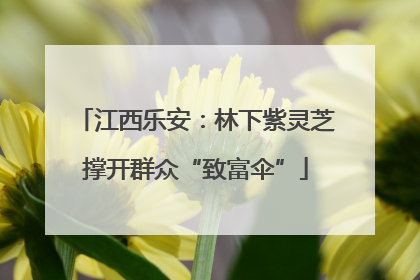 江西乐安：林下紫灵芝撑开群众“致富伞”