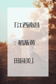 江西南昌：稻渐黄 田园美