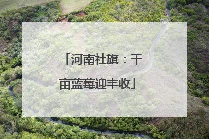 河南社旗：千亩蓝莓迎丰收