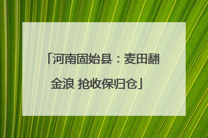 河南固始县：麦田翻金浪 抢收保归仓