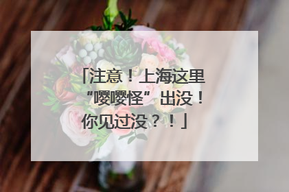 注意！上海这里“嘤嘤怪”出没！你见过没？！