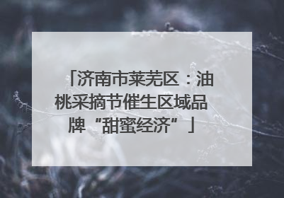 济南市莱芜区：油桃采摘节催生区域品牌“甜蜜经济”
