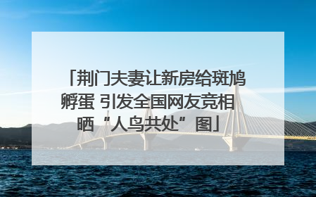 荆门夫妻让新房给斑鸠孵蛋 引发全国网友竞相晒“人鸟共处”图