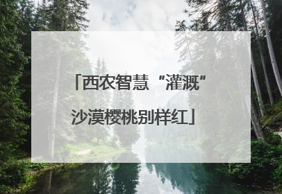 西农智慧“灌溉” 沙漠樱桃别样红