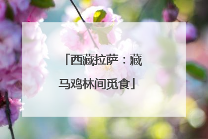 西藏拉萨：藏马鸡林间觅食