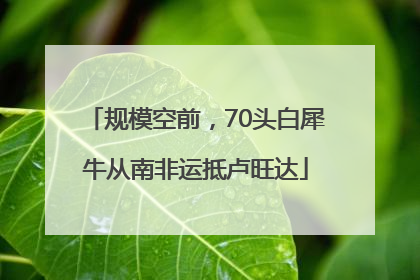 规模空前，70头白犀牛从南非运抵卢旺达