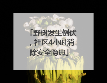 野树发生倒伏，社区4小时消除安全隐患