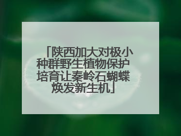 陕西加大对极小种群野生植物保护培育让秦岭石蝴蝶焕发新生机