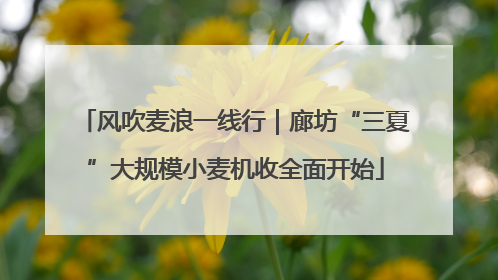 风吹麦浪一线行｜廊坊“三夏”大规模小麦机收全面开始