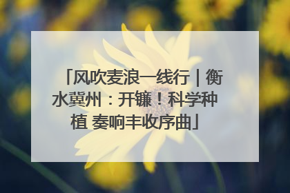 风吹麦浪一线行｜衡水冀州：开镰！科学种植 奏响丰收序曲
