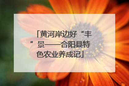 黄河岸边好“丰”景——合阳县特色农业养成记